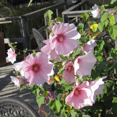 Malva x clementii Barnsley Baby, Buskgråmalva, P9cm