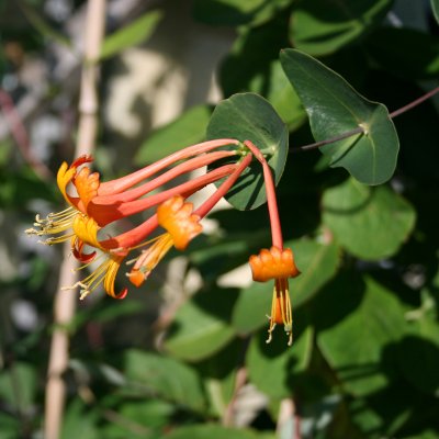 Lonicera periclymenum Mandarin
