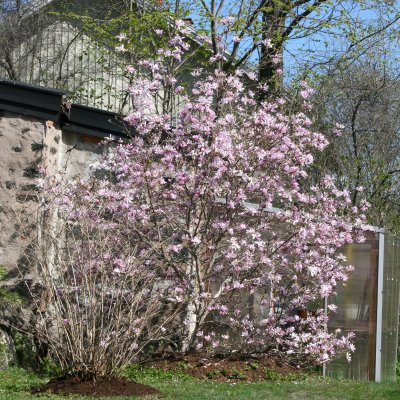Magnolia x loebneri Leonard Messel, Hybridmagnolia