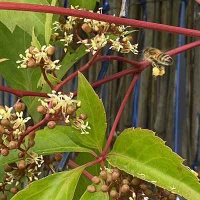 Parthenocissus quinq. var. Engelmannii, Klättervildvin