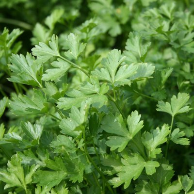 Petroselinum hortense, Persilja
