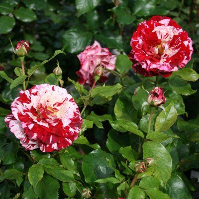 Rosa grandiflora Rock & Roll