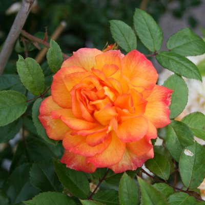 Rosa Sahara ®
