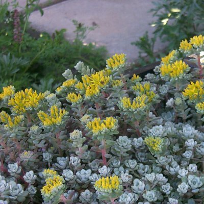 Sedum spathulifolium Cape Blanco