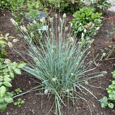 Sesleria nitida, Glansälväxing