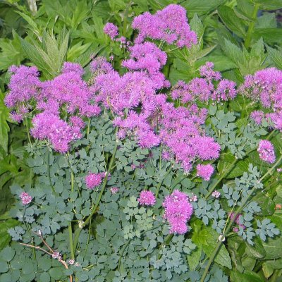 Thalictrum aquilegiifolium Thundercloud, Aklejruta