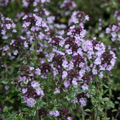 Thymus x citriodorus Silver Queen, Citrontimjan, P9cm