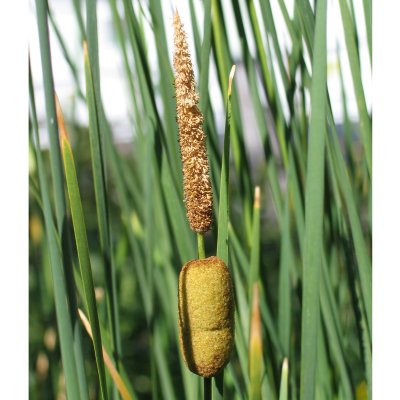 Typha gracilis, Kaveldun, smalbladig, P9cm
