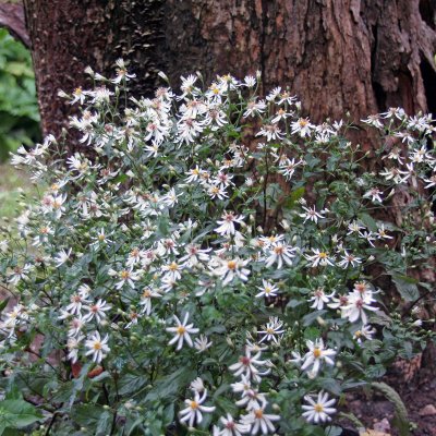 Eurybia (Aster) divaricata
