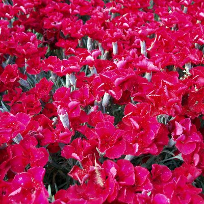Dianthus gratianopolitanus Rubin, Bergnejlika, P9cm