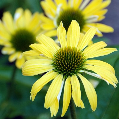 Echinacea hybr. Sunrise ®, Solhatt, P9cm