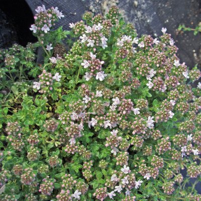 Thymus serpyllum Pink Chintz, Backtimjan