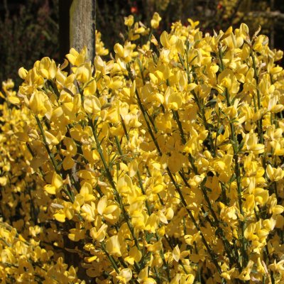 Cytisus × praecox Allgold, Vårginst, busk C2