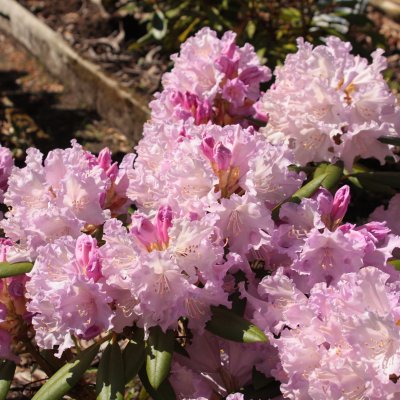 Rhododendron yak. Caroline Allbrook