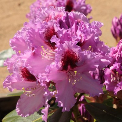 Rhododendron hybr. Kabarett ®