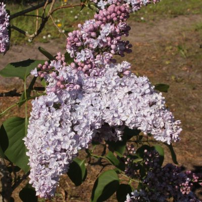 Syringa vulgaris Katherine Havemeyer, Ädelsyrén