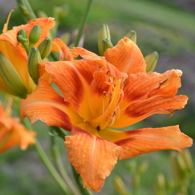 Hemerocallis fulva Frösvidal, Brunröd Daglilja
