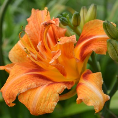 Hemerocallis fulva Frösvidal, Brunröd Daglilja