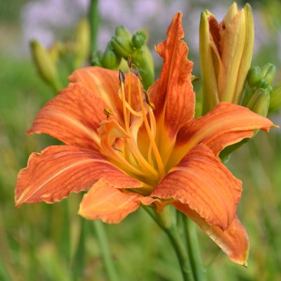 Hemerocallis fulva Frösvidal, Brunröd Daglilja