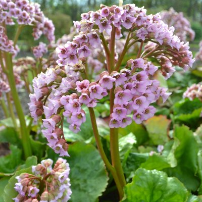 Bergenia cordifolia Möja, Hjärtbergenia, SQ1