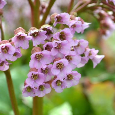 Bergenia cordifolia Möja, Hjärtbergenia, SQ1