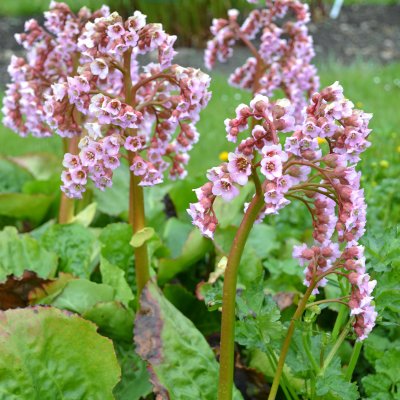 Bergenia cordifolia Möja, Hjärtbergenia, SQ1