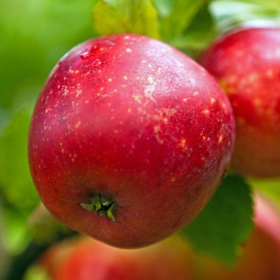 Malus domestica Alice