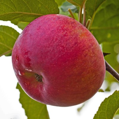 Höstäpple, Birgit Bonnier E, stam A2 C10