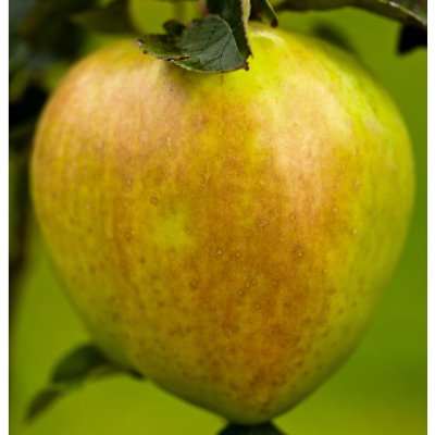 Vinteräpple, Filippa E, stam MM111 C10