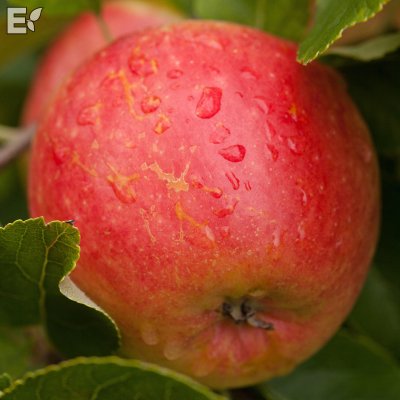 Malus domestica James Grieve E