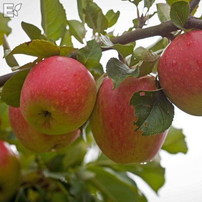 Malus domestica James Grieve E