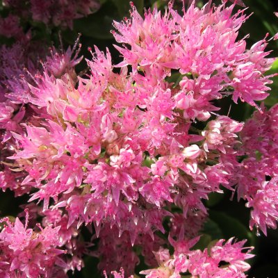 Hylotelephium spectabile Granlunda, Kinesisk Kärleksört