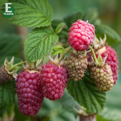 Rubus idaeus Laszka E, Hallon, C2