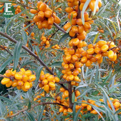 Hippophae rhamnoides Lotta ® E, Havtorn, busk C3,5