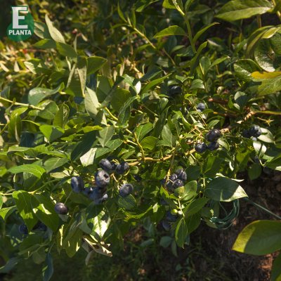 Vaccinium corymbosum Pelle ® E, Amerikansk Blåbär
