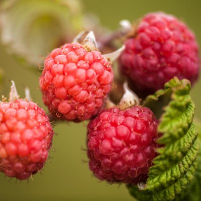 Rubus idaeus Preussen, Hallon