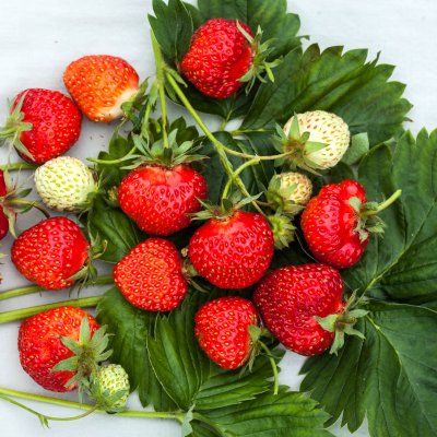 Fragaria x vescana Rebecka, Smulgubbe