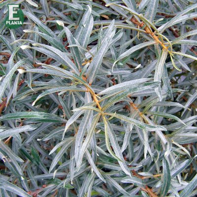Hippophae rhamnoides Svenne ® E, Havtorn, busk C3,5