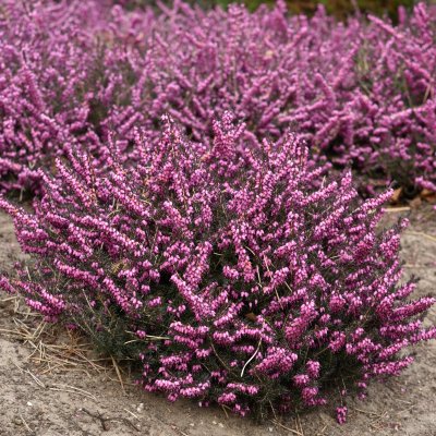 Erica x darleyensis Kramer´s Rote, Darleyljung, P12cm