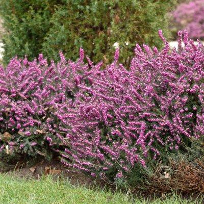 Erica x darleyensis Kramer´s Rote, Darleyljung, P12cm