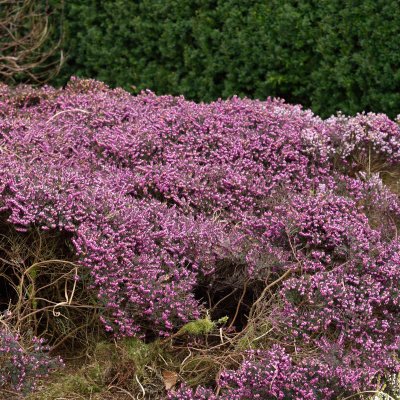Erica x darleyensis Kramer´s Rote, Darleyljung, P12cm