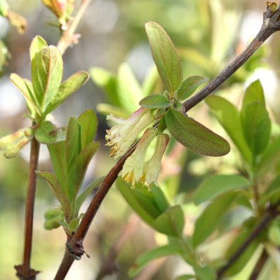 Lonicera caerulea var. kamtschatica Honey Bee, Blåbärstry / Honungsbär, busk C3,5