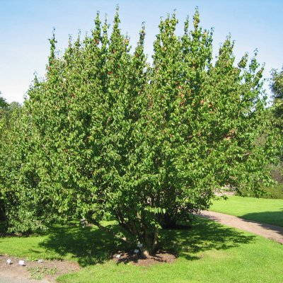Cornus mas, Körsbärskornell