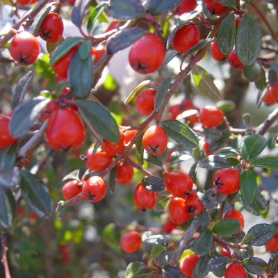 Cotoneaster suec. Coral Beauty, Krypoxbär