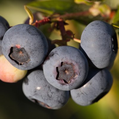 Vaccinium corymbosum Alfred ® (Cosmopolitan) Amerikansk Blåbär, busk C2