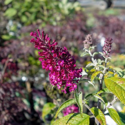 Buddleja davidii Funky Fuchsia ® (PIIBD-II), Syrenbuddleja, Fjärilsbuske, busk C3,5