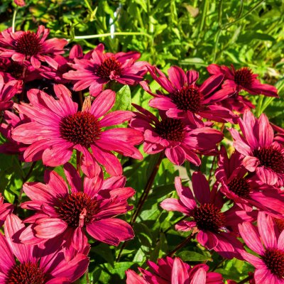 Echinacea hybr. SunSeekers ® Red