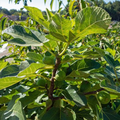 Ficus carica King (Desert King), Fikon / Fikon / Sanpedrofikon, co