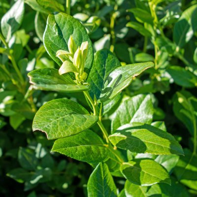 Vaccinium corymbosum Roxy Blue, Amerikansk Blåbär, busk C2