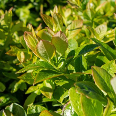 Vaccinium corymbosum Alfred ® (Cosmopolitan) Amerikansk Blåbär, busk C2